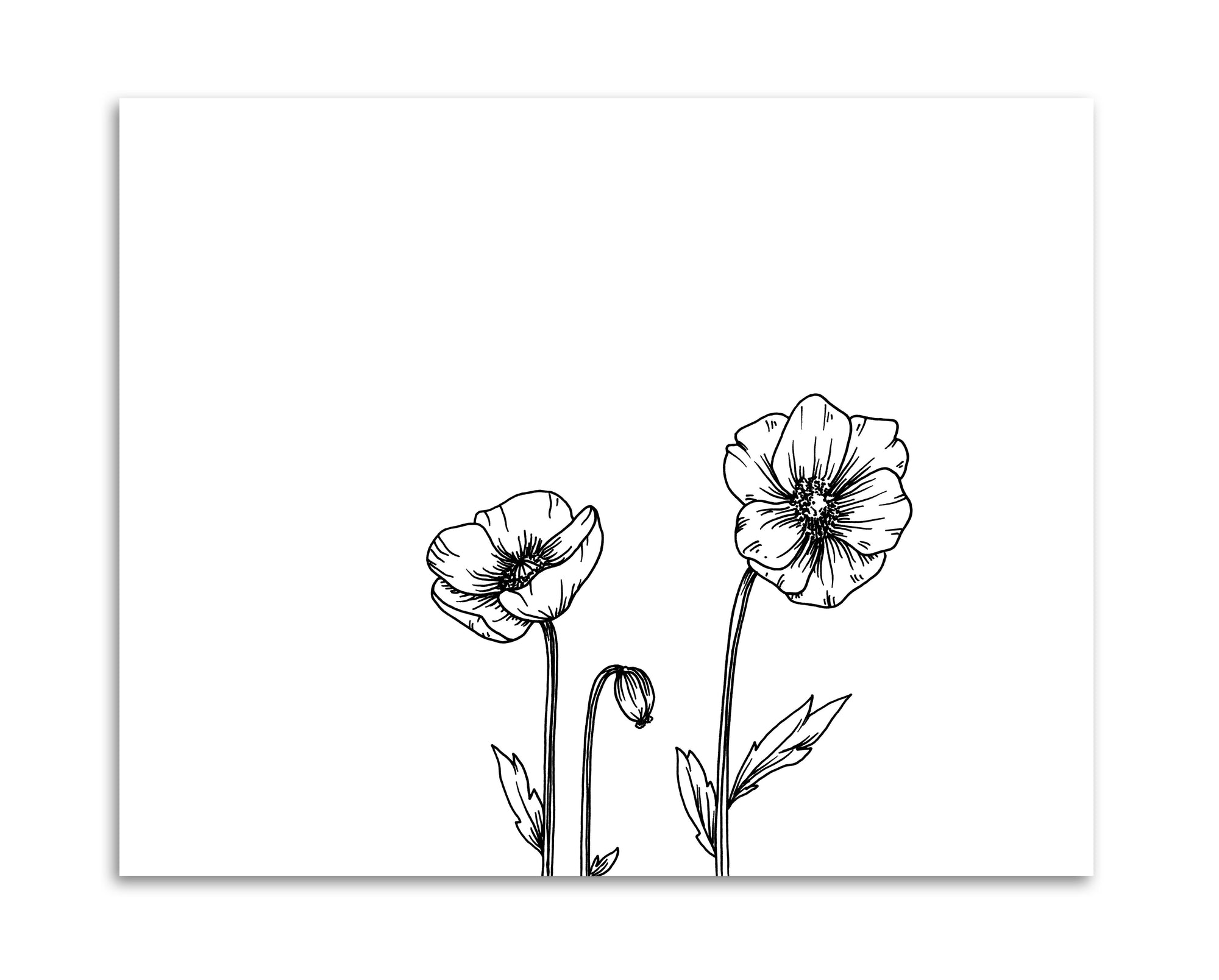 Poppy 8x10 Print